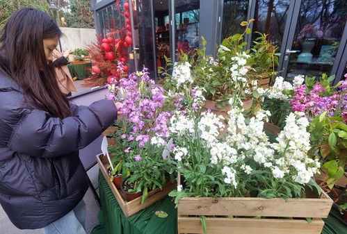 年宵花卉的美丽含义