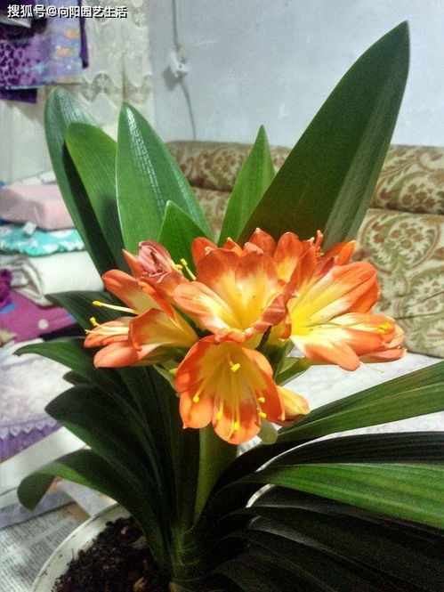 君子兰施肥，用哪种肥料好？新手如何避免施肥的三大误区？