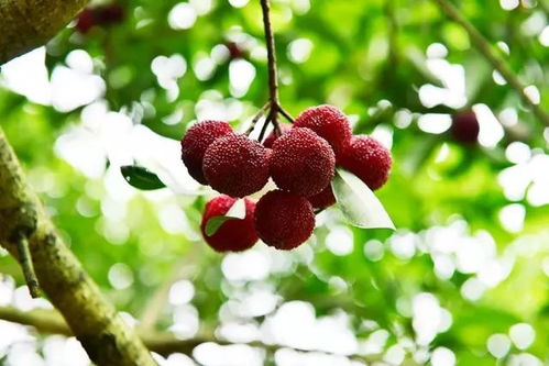 春季播种：蕞佳时间之一