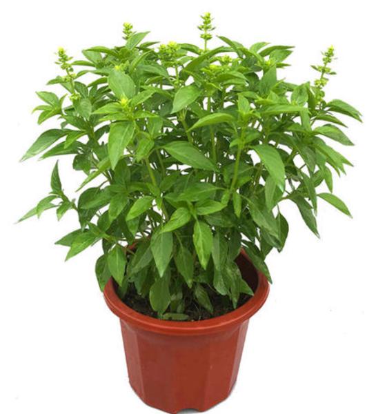 百里香种植技巧是什么为什么总是养不活