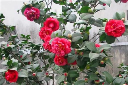 选对红茶花，院子红似火！