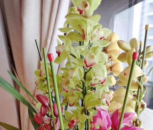 兰花：高贵聚集人气