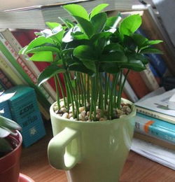 土壤配制：基础要打好