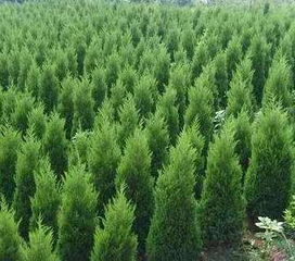 春季移栽， 万物复苏