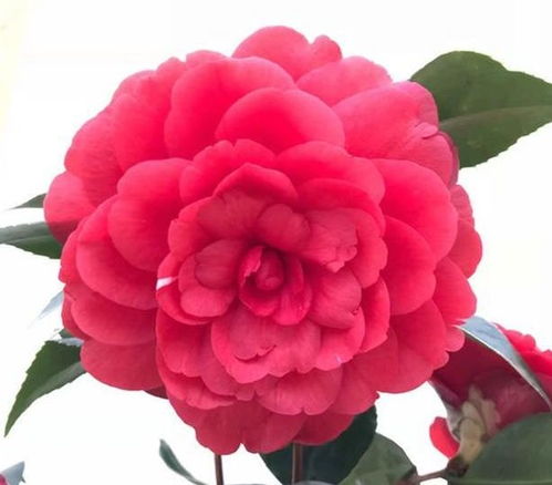 山茶花根系发达，为什么不爱长枝