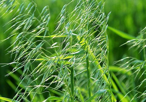 春季野麦子除草剂使用小窍门