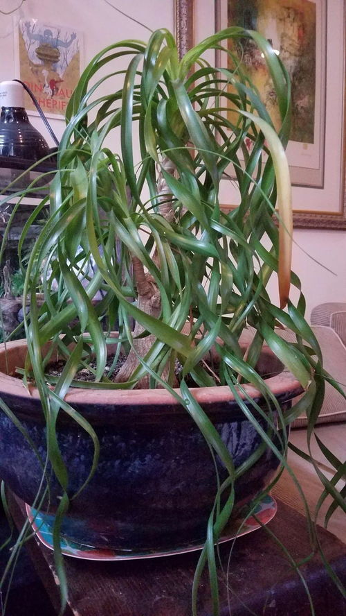北方室内适合种什么盆栽？这几种绿植你知道吗
