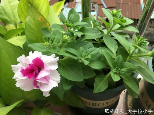 阳光雨露， 助力成长