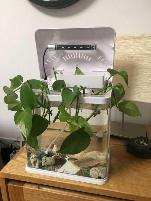 水养绿萝施什么肥料嫩让水质清澈？