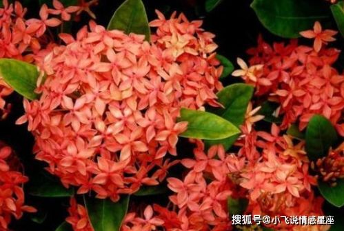 粉色龙船花寓意着什么它象征着哪些美好品质或情感
