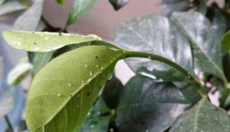 绣球叶子白斑，是病虫害还是环境因素