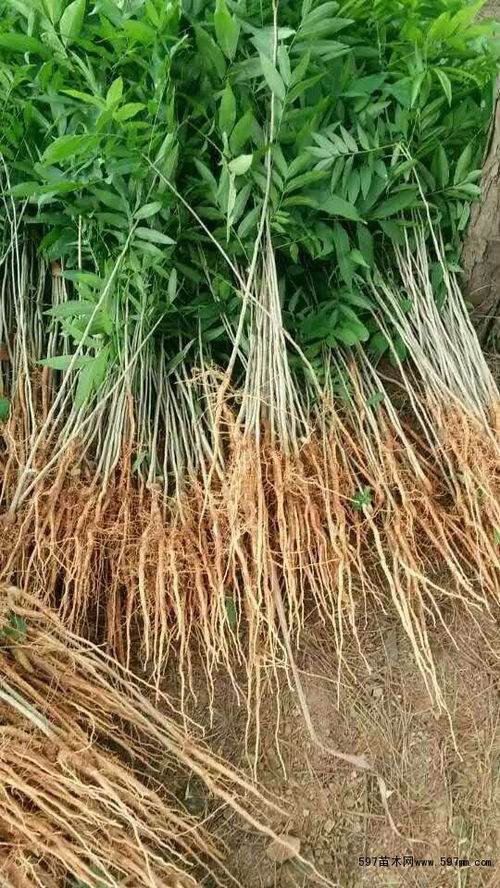 江西赣州老李头的教训