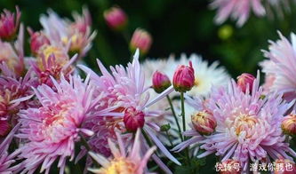 大面积种植花卉，如何低成本操作？新手避免哪些常见坑？