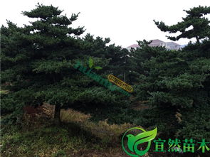 五针松苗木价格之谜