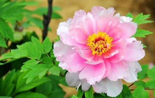 二、播种时间要掌握