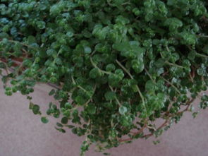 草毯子，四季守护李树成长