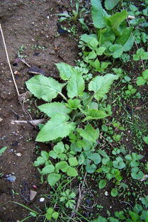 油菜叶长白毛，三环唑Neng帮忙吗？