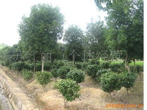 购买指南：如何挑选适合自己的苗木