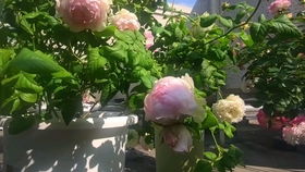 藤本月季和灌木月季，各有不同