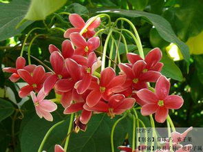 藤类花卉的美丽世界