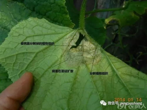 什么是灰霉病？