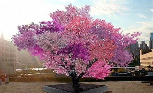 红叶李和紫穗槐的种植