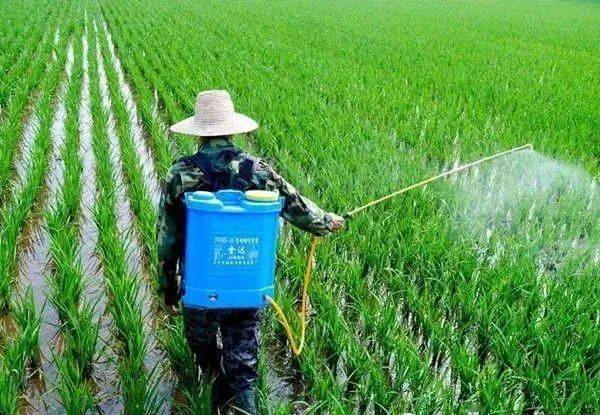 芹菜除草剂药害解救方法大揭秘