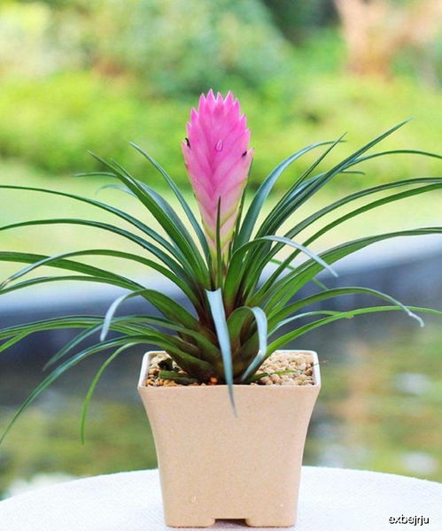 夏季管理：遮阳避暑， 保持凉爽