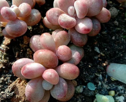 松树皮：多肉植物的神秘伴侣