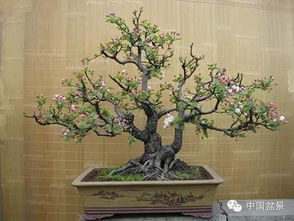 树桩盆景月季四季施肥，这些要点你get了吗？