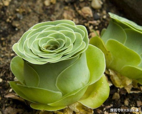 砍头山地玫瑰如何快速发根？能否实现完美成活