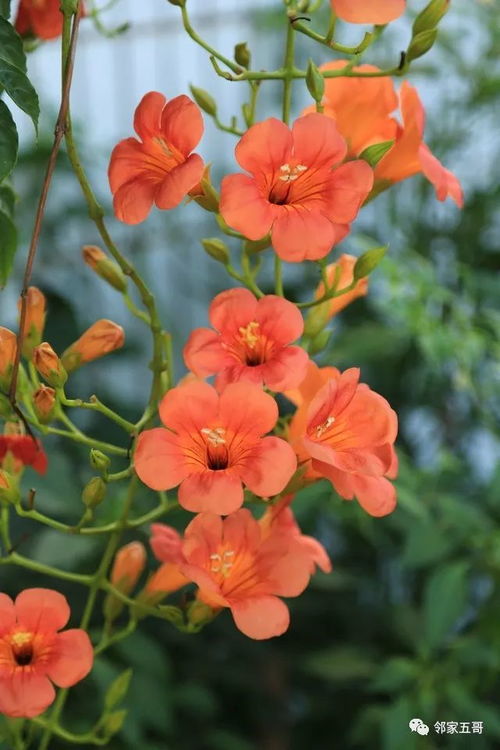 凌霄花播种季节及成熟时间