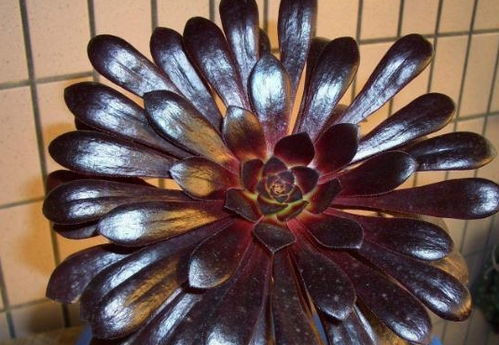 黑法师繁殖方法大揭秘：分株、 扦插与播种全攻略