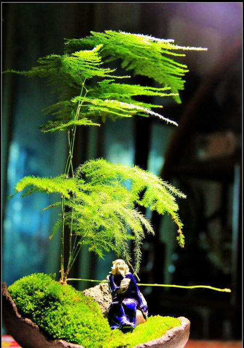 文竹水培黄叶，如何挽救