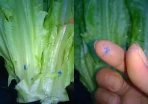 农药，你得用对