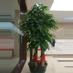 “植物租摆，按面积收费