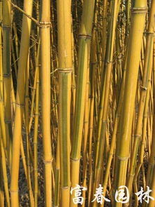 养护金镶玉竹， 那些需要注意的小细节