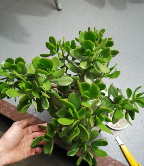 玉树栽培技巧，如何让玉树枝繁叶茂