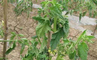 浸种与基施：提高出苗率和成秧率