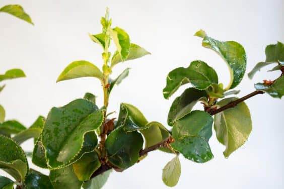 如何避免鹅掌藤叶子发黄