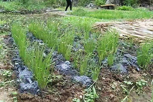 不用农药， 菜青虫也Neng轻松去除