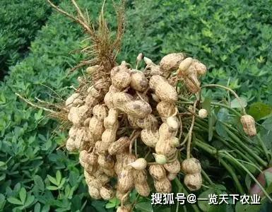 花生最佳播种时间是什么时候？不同地区适宜播种花生的时间是怎样的