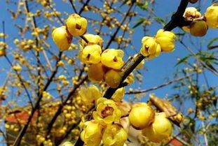 红梅与腊梅， 各有千秋