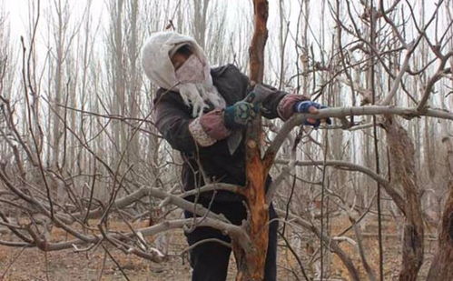 北方葡萄树过冬的细节