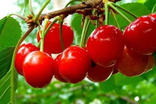 樱桃仁发芽不成功，咋整？