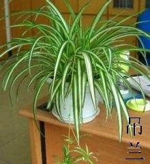 不是suo有的绿植douNeng租来装点办公室