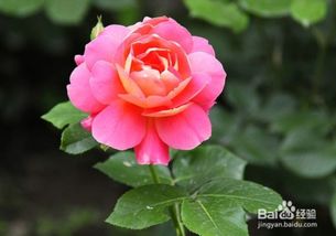 月季花开：四季不败的盛宴