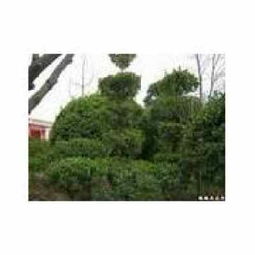 色彩的乐章：树木与园林的情感共鸣