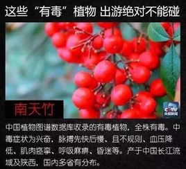 紫叶李的果子有毒吗？小心别乱吃
