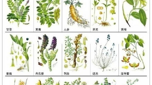 中草药高蛋白品种大盘点